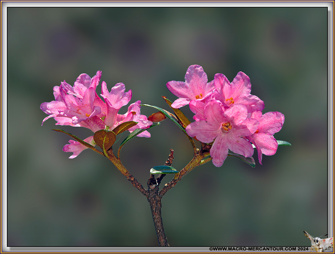 Rhodendrons